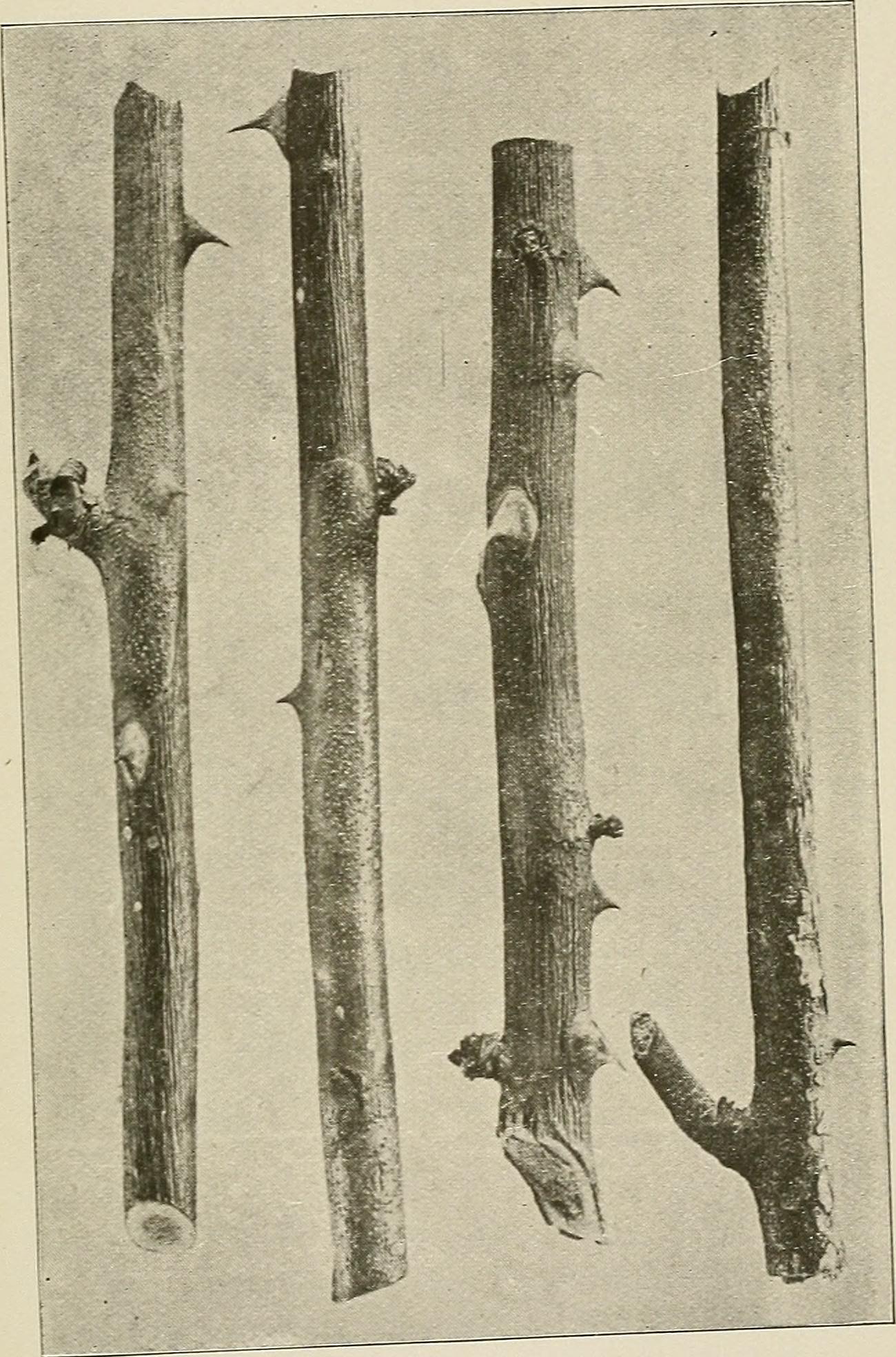 Ilustración histórica sobre enfermedades de plantas y sus síntomas