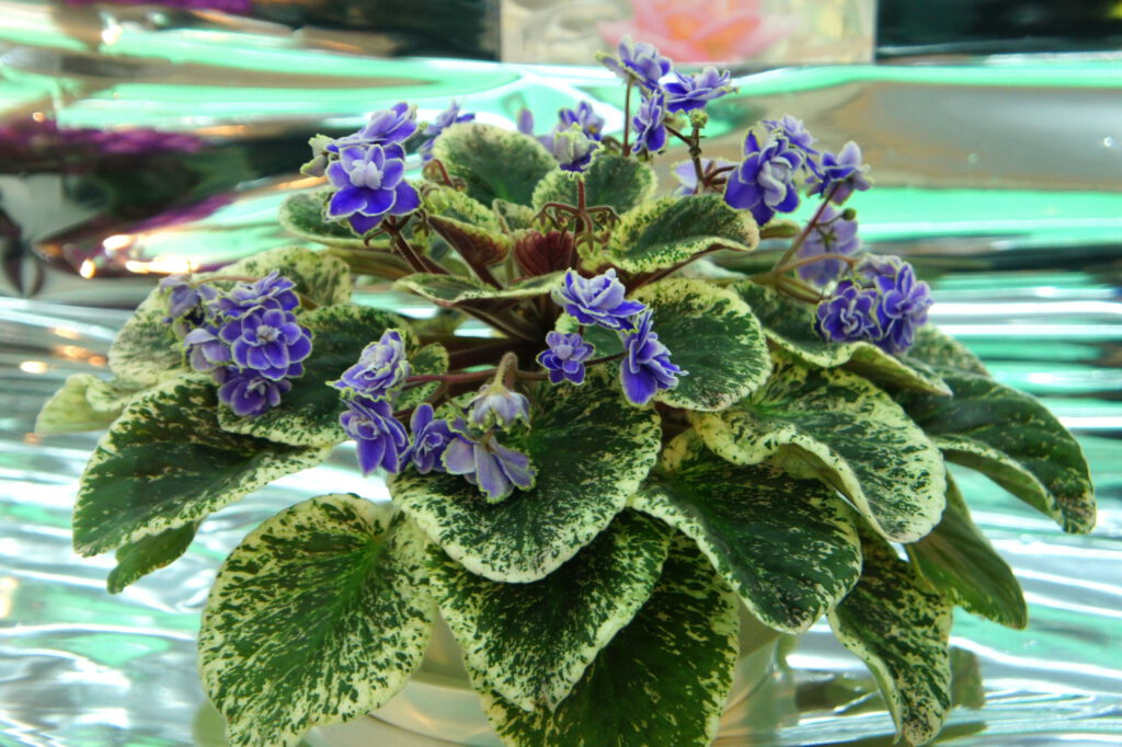 Violeta Africana con hermosas flores púrpuras y hojas aterciopeladas