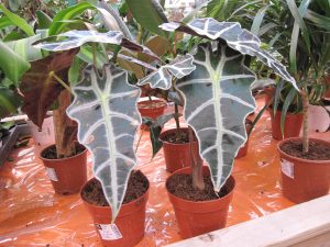 Alocasia Amazonica - cuidados y características de la Oreja de Elefante de gran tamaño