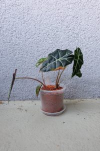 Alocasia Polly - cuidados y características
