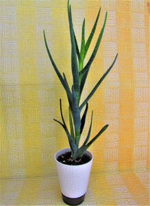 Aloe Vera con sus características hojas carnosas y suculentas