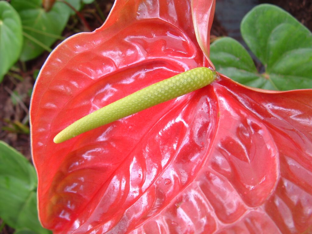 Anturio con su característica espata roja brillante y espádice amarillo