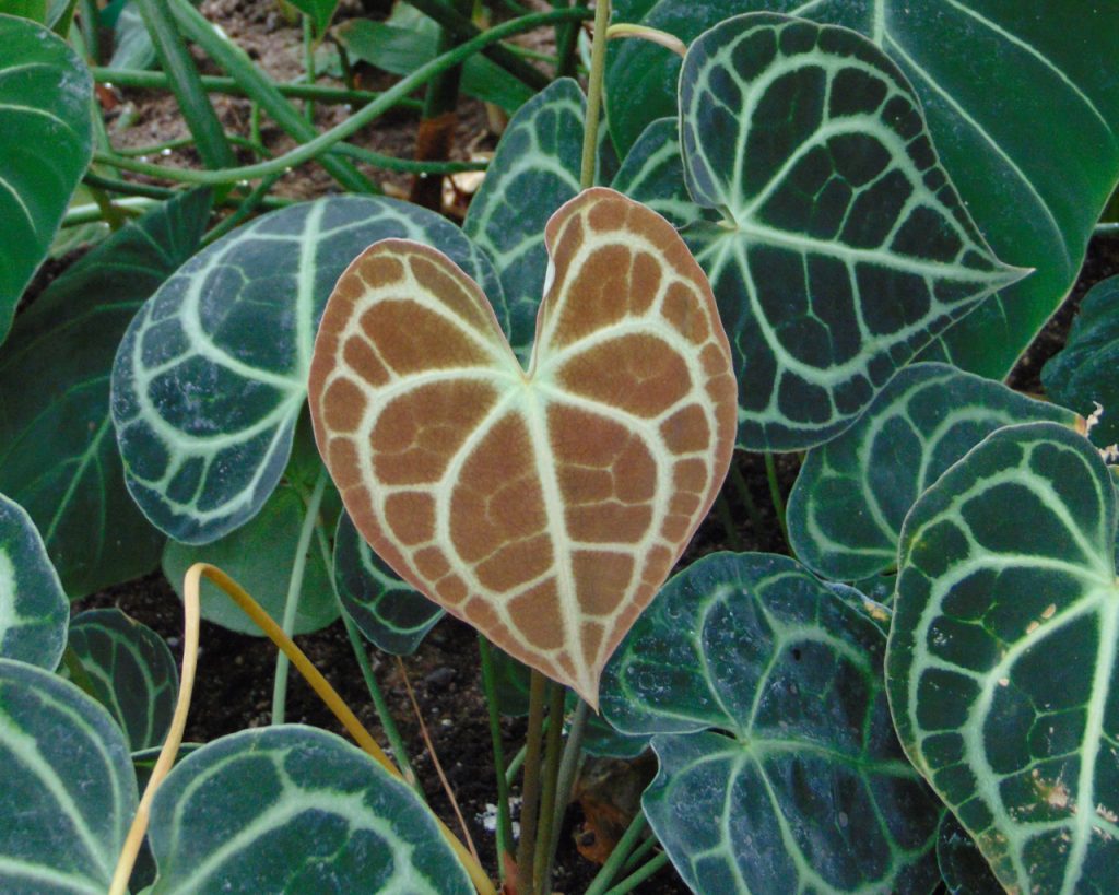 Anthurium clarinervium - cuidados y características del Corazón de Terciopelo tropical