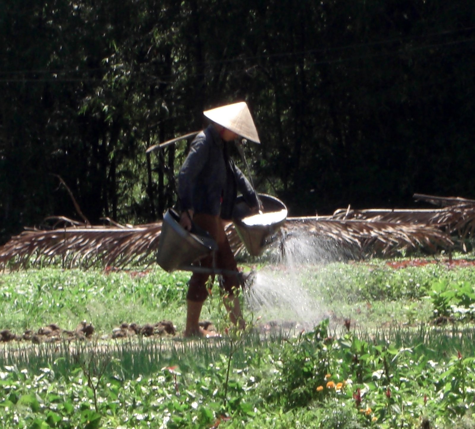Riego manual de plantas y cultivos