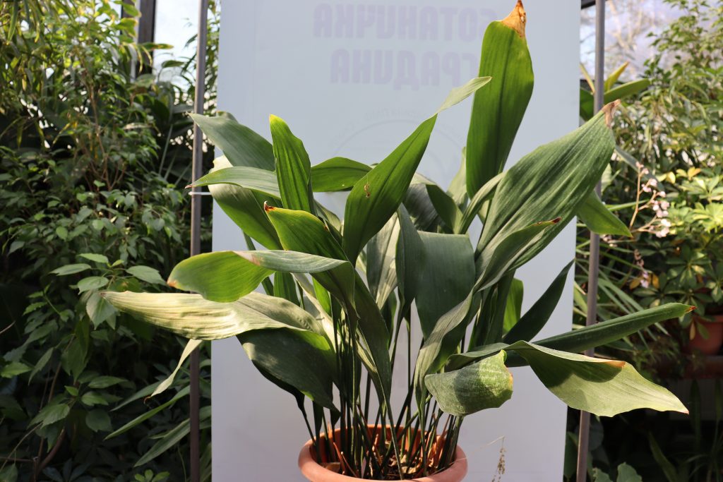 Aspidistra elatior - cuidados y características de la planta de hierro fundido