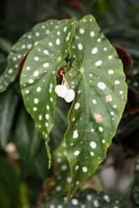 Begonia Maculata mostrando sus característicos lunares plateados en las hojas