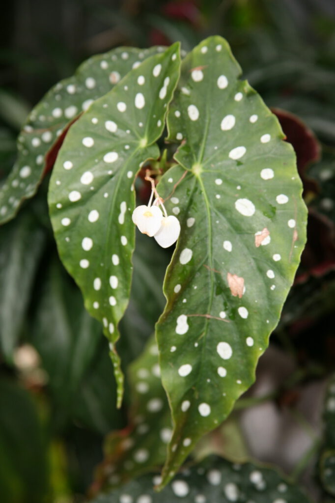 Begonia Maculata mostrando sus característicos lunares plateados en las hojas