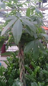 Pachira aquatica - cuidados y características del Árbol del Dinero de gran tamaño