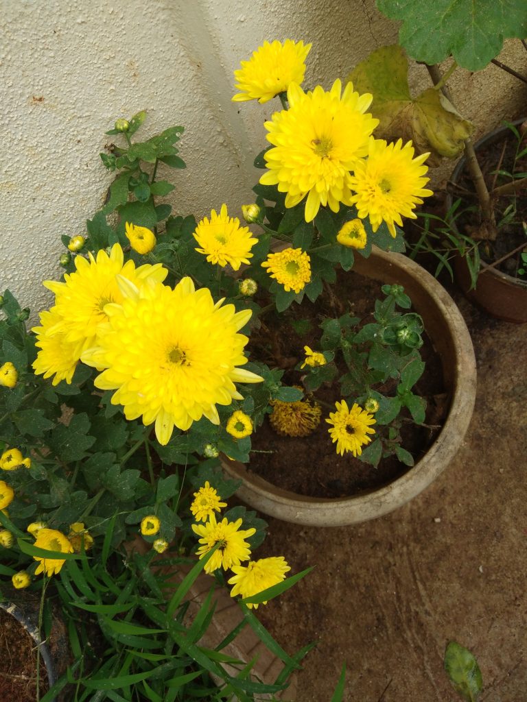 Crisantemo - cuidados y características de la planta purificadora de aire con flores