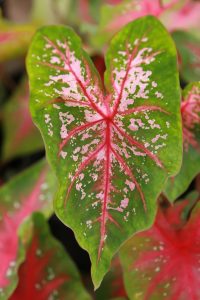 Caladium bicolor - cuidados y características del Corazón de Jesús tropical