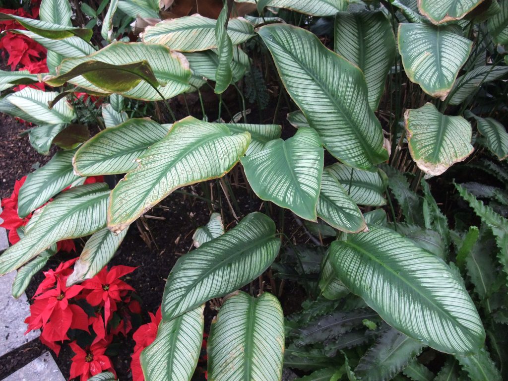 Calathea ornata - cuidados y características de la planta de oración