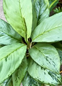 Aglaonema con sus hojas variegadas en tonos verdes y plateados