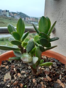 Crassula Ovata con sus características hojas carnosas en forma de moneda