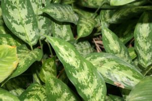 Dieffenbachia con sus características hojas grandes variegadas en tonos verdes y amarillos