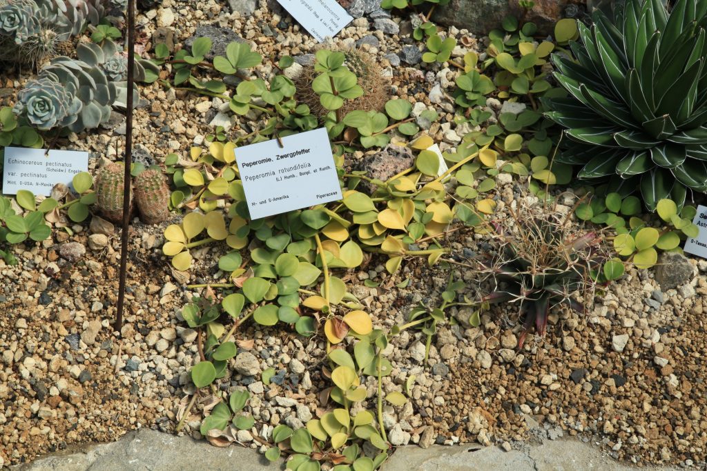 Peperomia Hope - cuidados y características de la Peperomia tetraphylla
