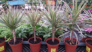 Dracaena Marginata - cuidados y características para espacios con poca luz