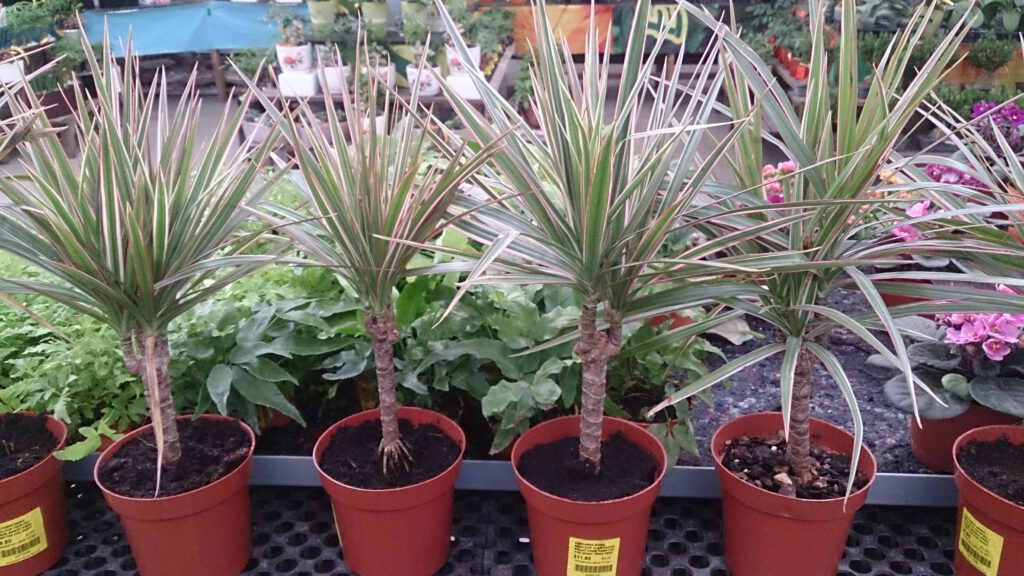 Dracaena con sus características hojas largas y estrechas con bordes rojos