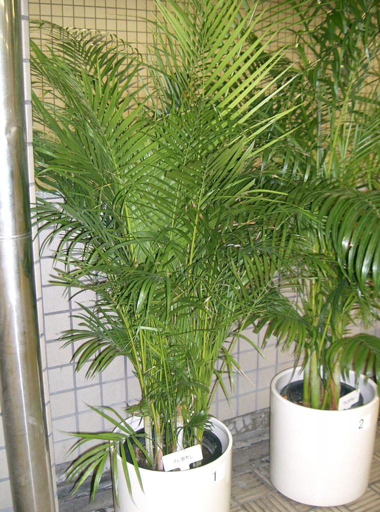 Areca Palm - cuidados y características