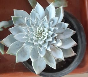 Echeveria con su característica roseta perfecta de hojas carnosas