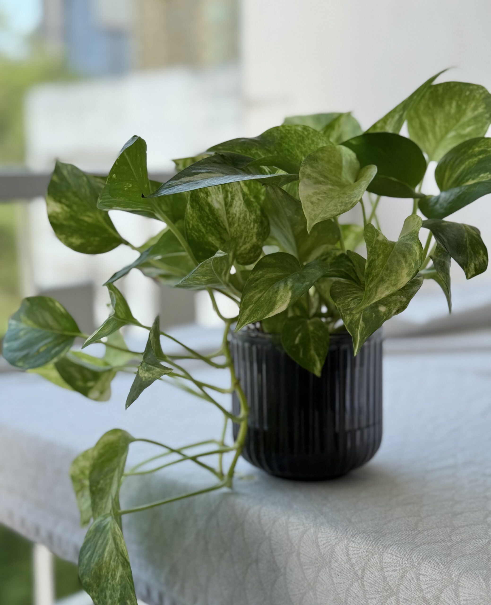 Pothos dorado (Epipremnum aureum) planta colgante para interiores
