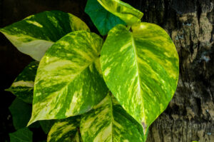 Planta Pothos con hojas verdes variegadas colgando