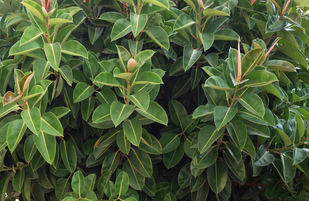 Ficus Elastica - cuidados y características del árbol del caucho