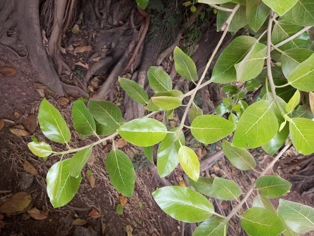 Ficus Benghalensis - cuidados y características