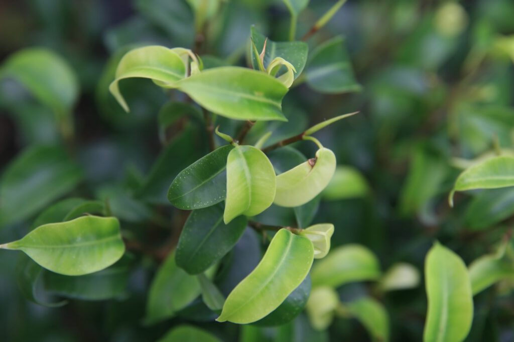 Ficus Benjamina con sus características hojas pequeñas y brillantes