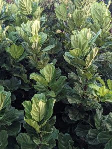 Ficus lyrata - cuidados y características del Fiddle Leaf Fig tropical