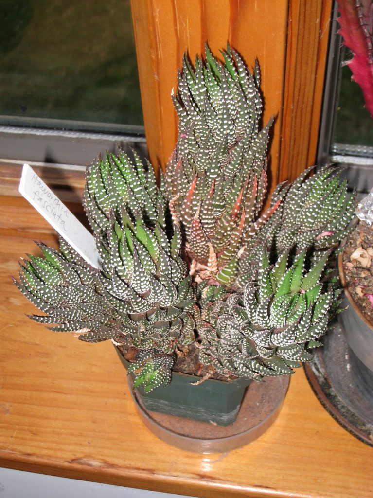 Haworthia fasciata - cuidados y características de la Planta Cebra suculenta