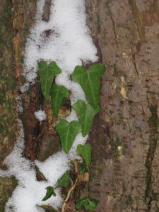 Hojas de Hiedra Inglesa mostrando su forma lobulada característica