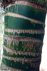 Kentia Palm - cuidados y características de la Howea forsteriana de gran tamaño