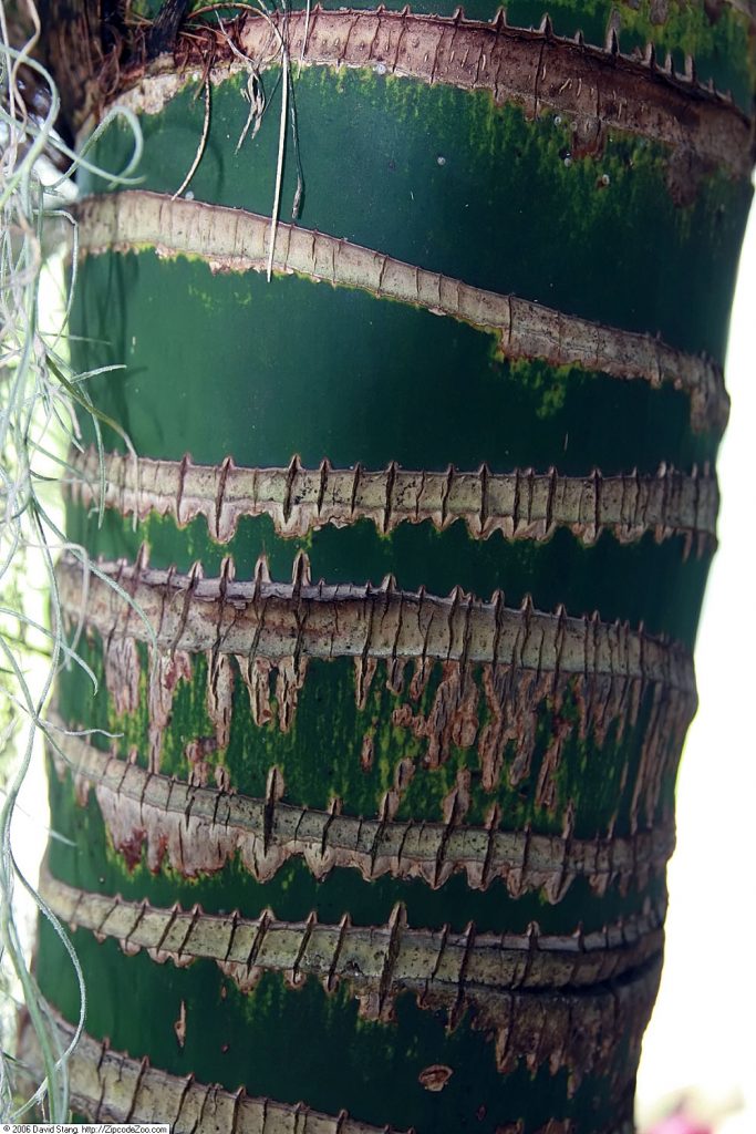 Kentia Palm - cuidados y características de la Howea forsteriana de gran tamaño