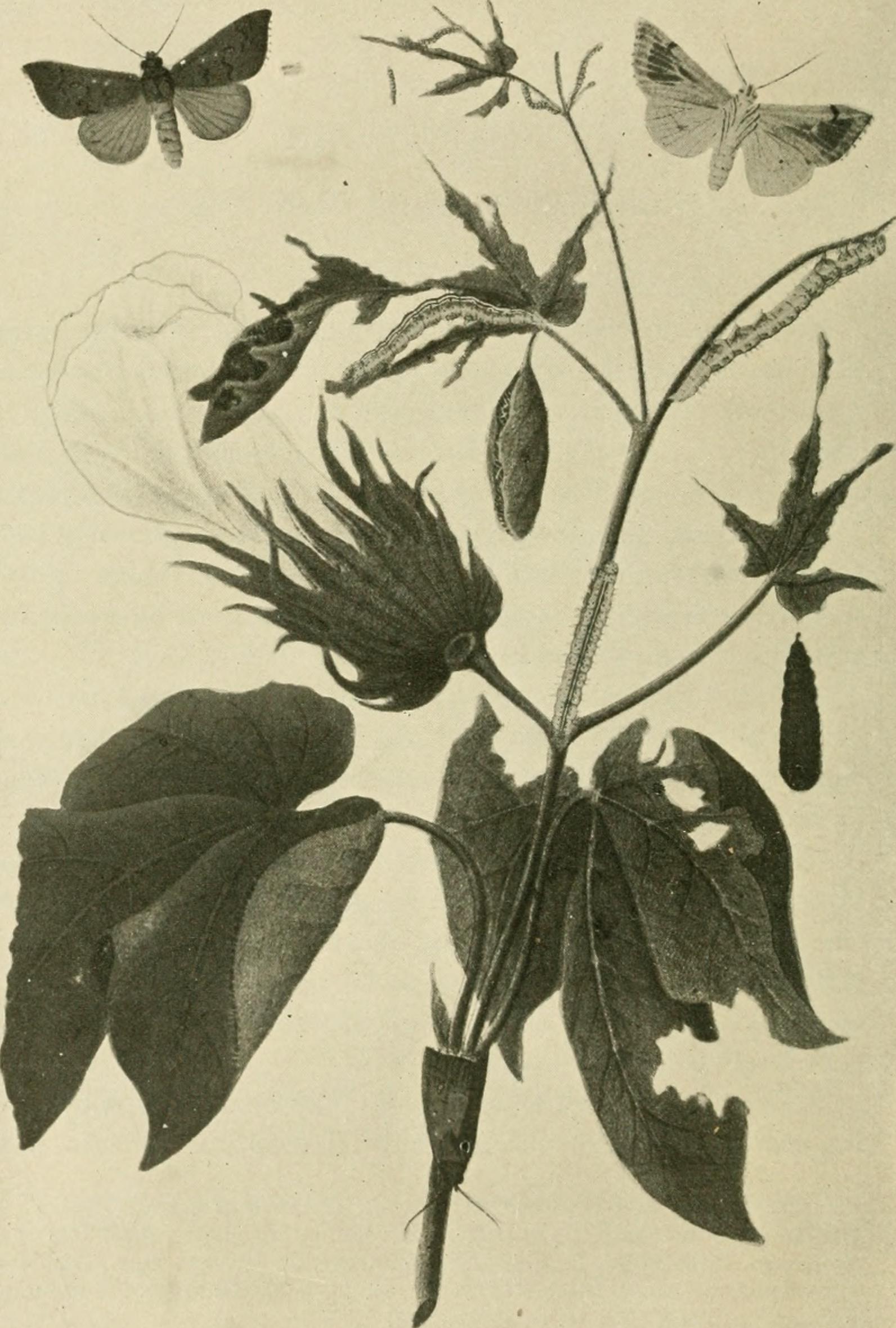 Ilustración de diferentes tipos de plagas de insectos que afectan las plantas