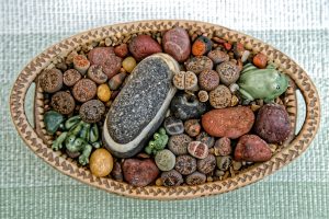Lithops - cuidados y características de las Piedras Vivientes suculentas