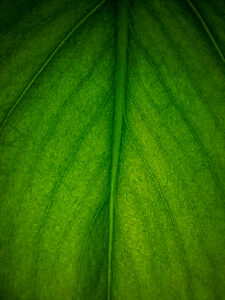 Hojas de Monstera Deliciosa mostrando sus características perforaciones