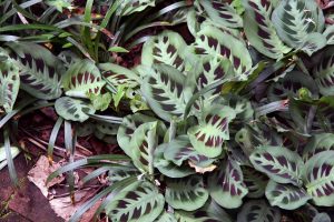 Maranta leuconeura - cuidados y características de la planta de oración