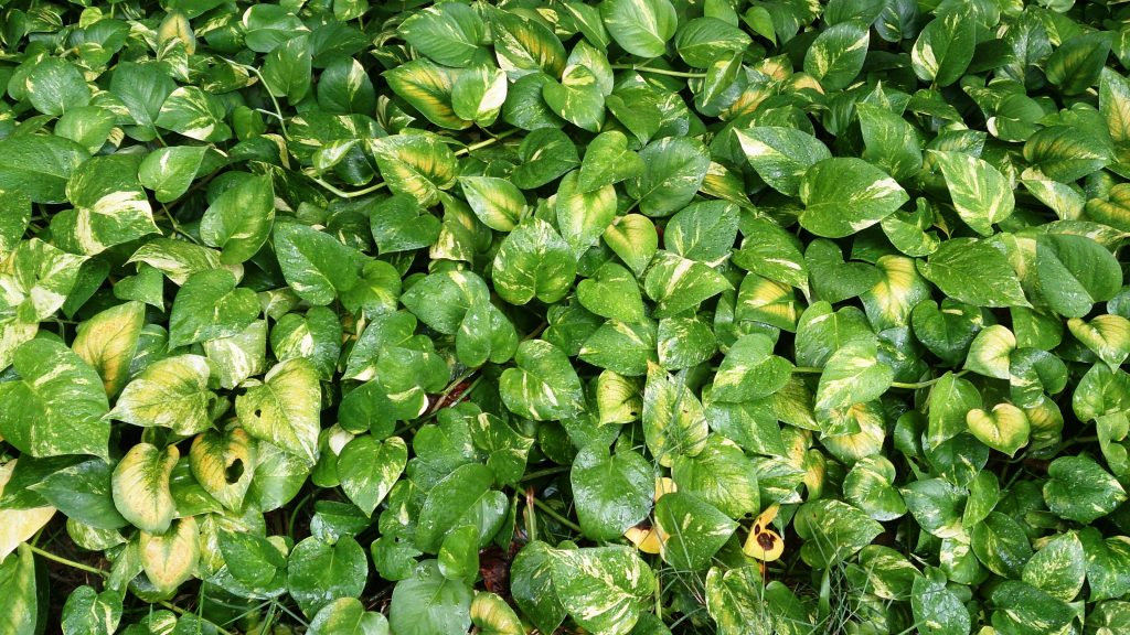 Marble Queen Pothos - cuidados y características del Epipremnum aureum variegado