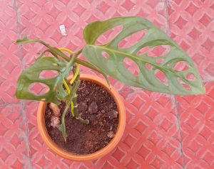 Monstera Adansonii - cuidados y características para poca luz