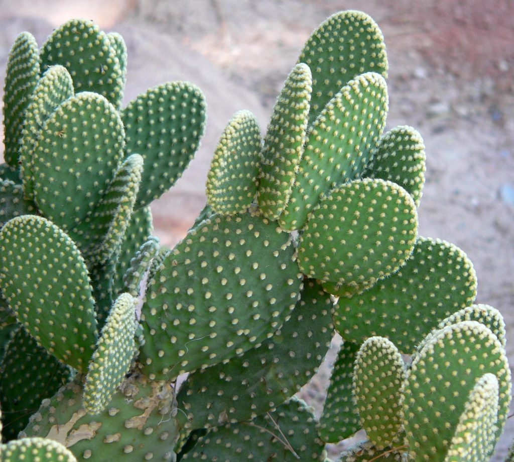 Opuntia microdasys - cuidados y características del Cactus Orejas de Conejo