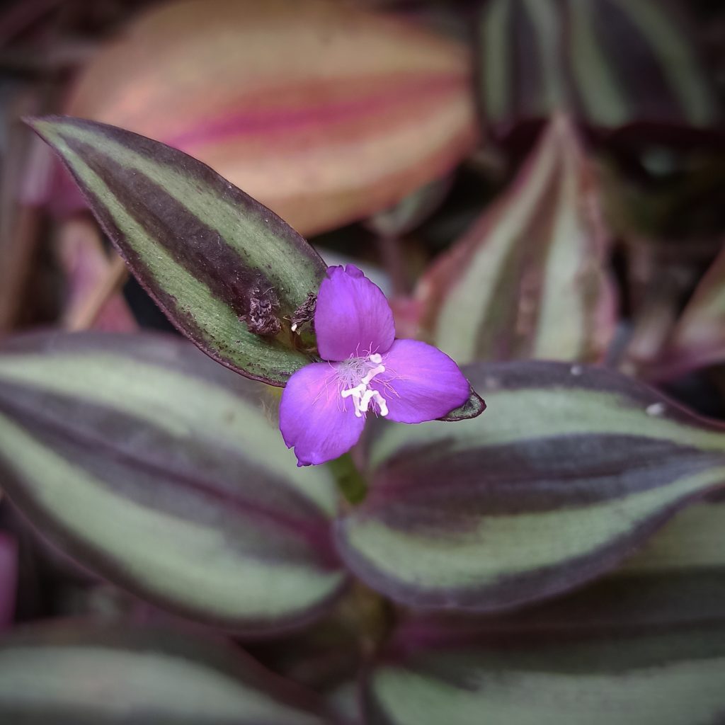 Tradescantia zebrina - cuidados y características de la planta colgante variegada