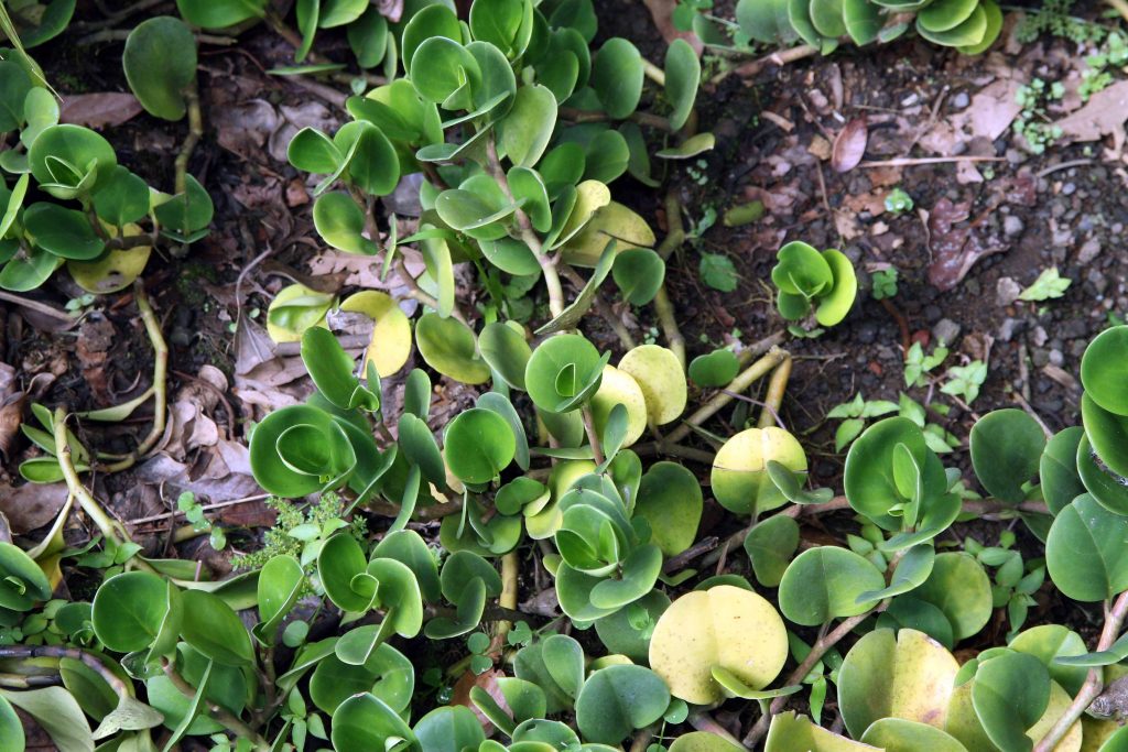 Peperomia obtusifolia - cuidados y características de la planta compacta