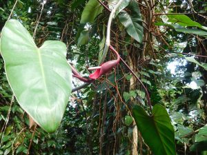 Philodendron Pink Princess - cuidados y características