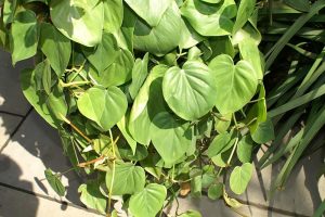 Philodendron Heartleaf - cuidados y características para poca luz