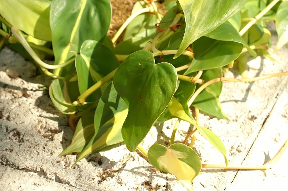 Hojas variegadas de Philodendron Brasil con patrones amarillos y verdes