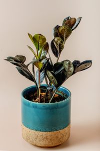 ZZ Plant Raven - cuidados y características de la Zamioculcas zamiifolia negra tropical