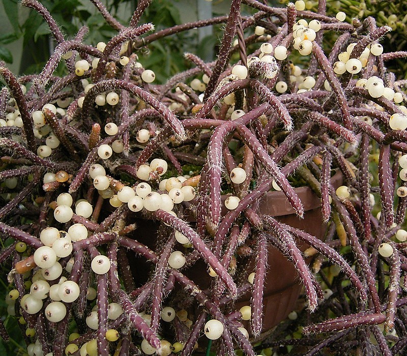 Rhipsalis baccifera - cuidados y características del cactus colgante sin espinas