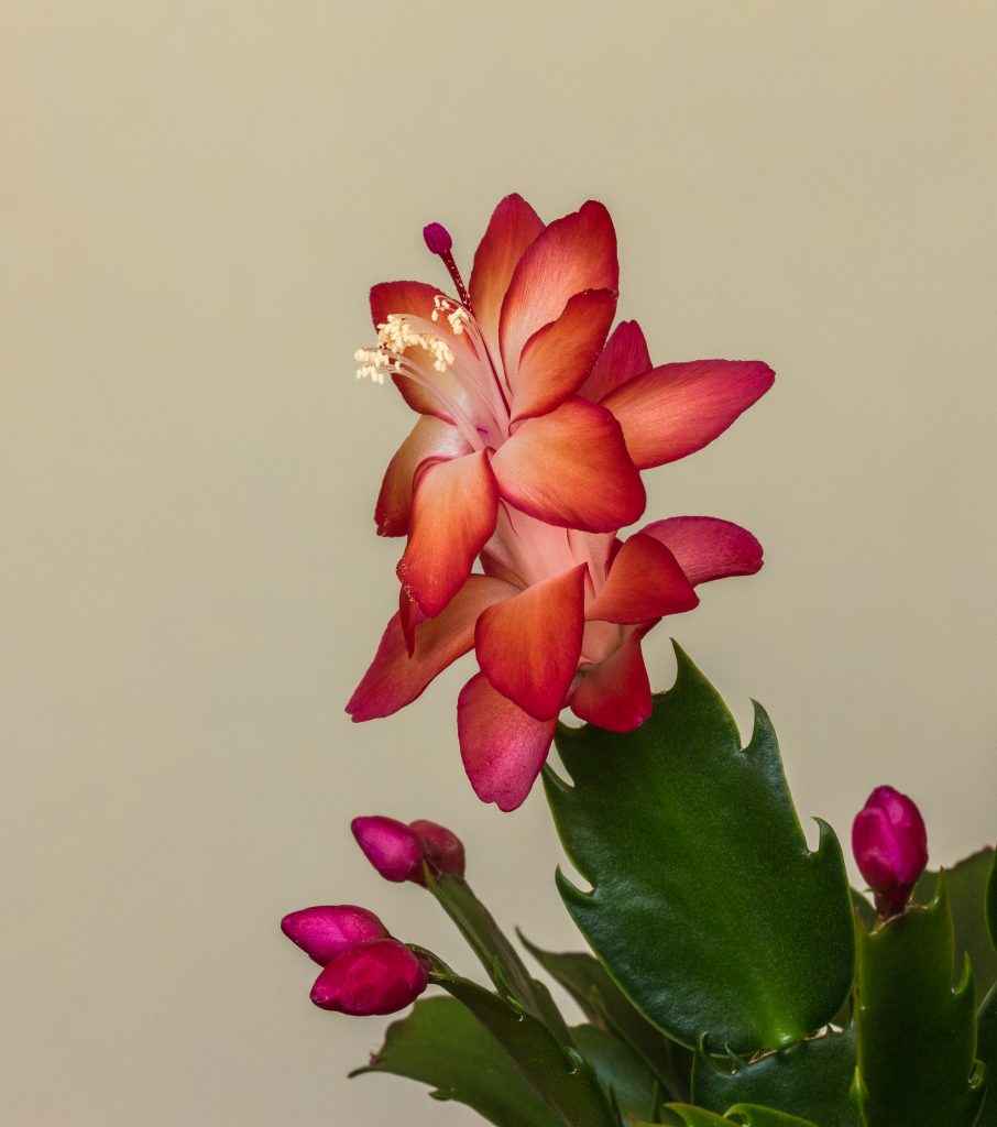 Schlumbergera - cuidados y características del Cactus de Navidad suculento