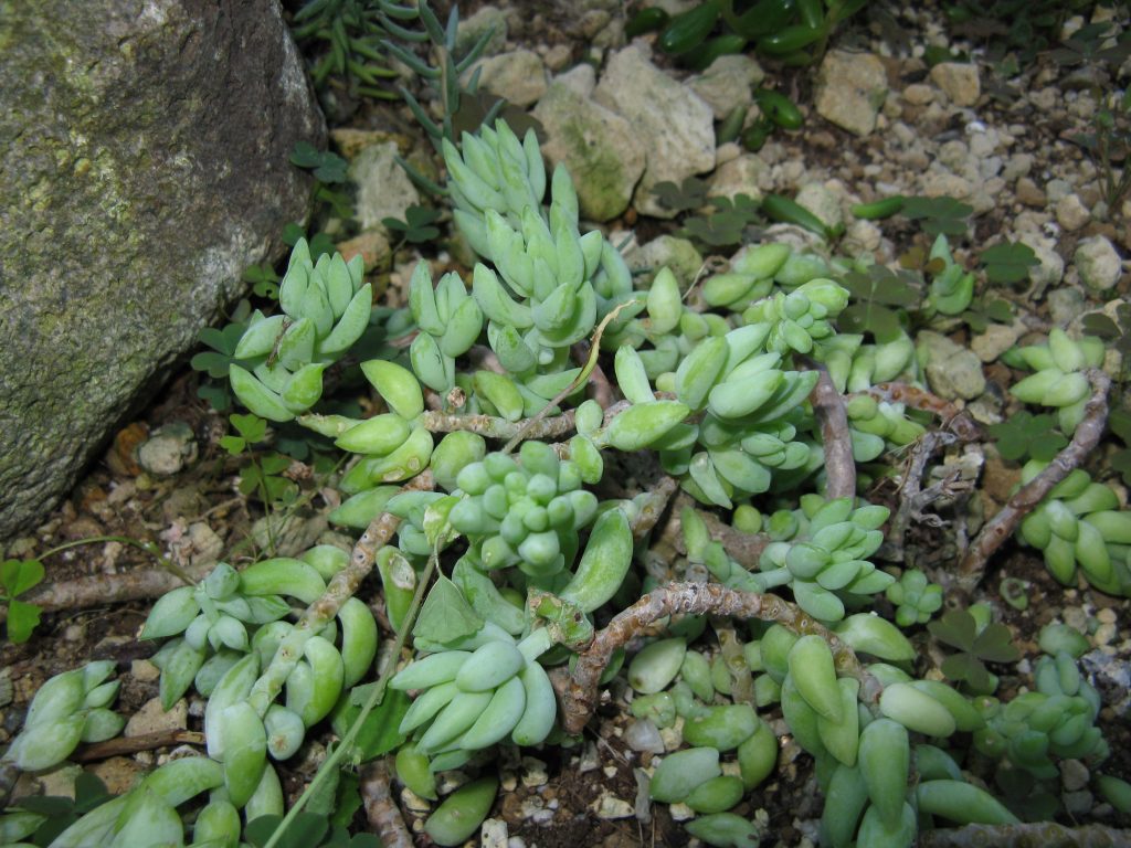 Sedum Burrito - cuidados y características de la Cola de Burro suculenta colgante