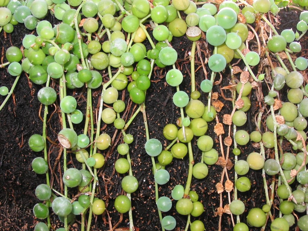 String of Pearls - cuidados y características del Senecio rowleyanus